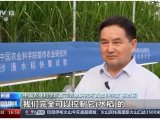 沙漠溫室種水稻！中國科學家在新疆和田試種成功